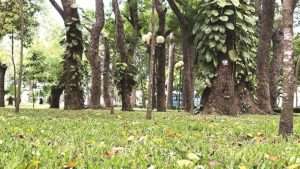 Những bóng mát của cây cổ thụ trong công viên. Ảnh: N.HÀ