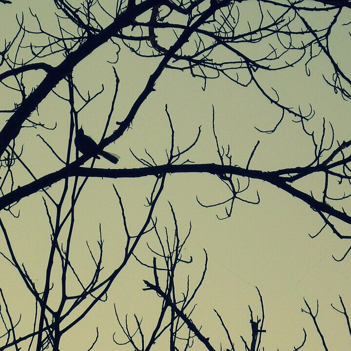 ảnh “Bird in the tree” của Itsnamina trên Wikimedia Commons
